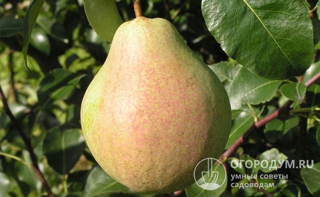 «Мария» рекомендуется для выращивания в Северо-Кавказском регионе, официально включена в Госреестр РФ в 2014 году