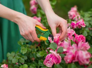 Как обрезать розы после цветения летом, чтобы они снова зацвели