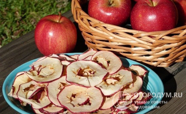 Обычно из 8-10 кг сырых яблок выходит примерно 1 кг сушеных