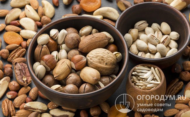 Орехи – калорийный, питательный, полезный, но скоропортящийся продукт, в свежем виде долго не хранится