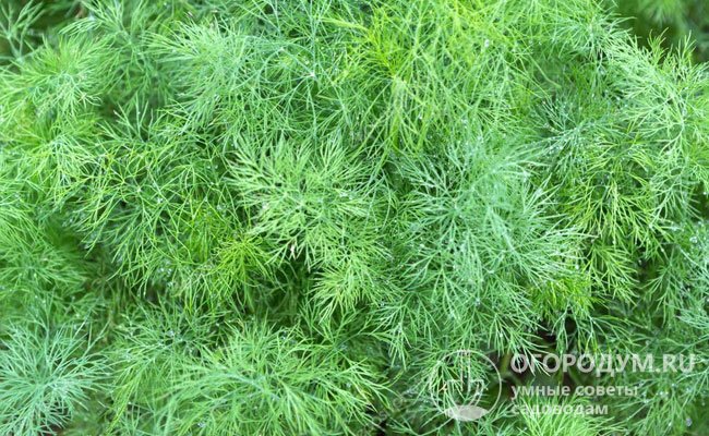 Существует всего один вид – укроп пахучий (Anethum graveolens), еще его называют душистый или огородный
