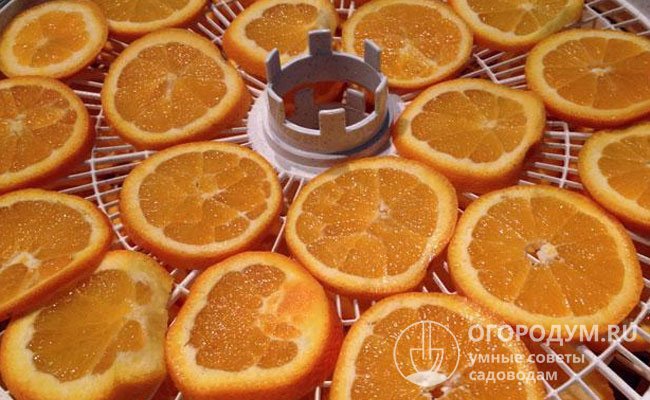 Сушить апельсины в электросушилке – очень просто: сырье выкладывают на лотки, выбирают нужный режим и включают прибор