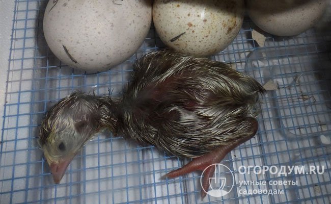 Обычно птенцы погибают еще на этапе инкубирования или в первые дни жизни