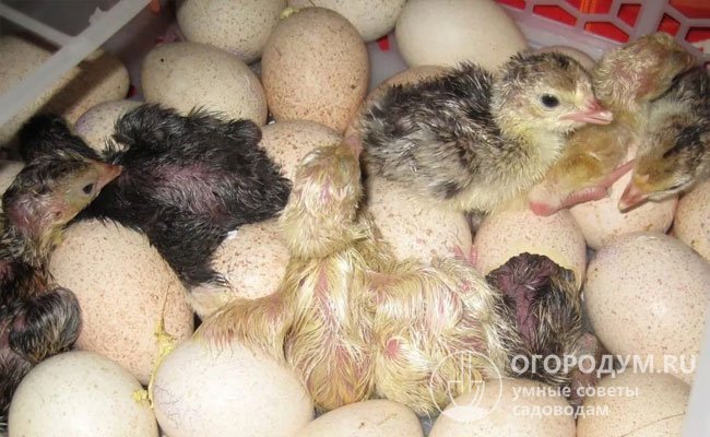Качественное инкубационное яйцо – самый надежный способ получить здоровое поголовье
