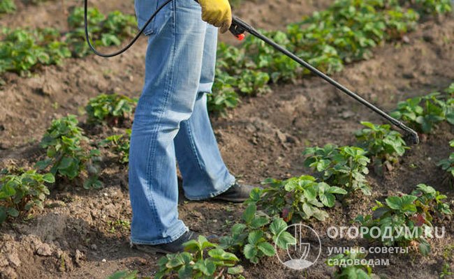 Имеются данные о том, что опрыскивание раствором перманганата калия защищает посадки садовой земляники от серой гнили