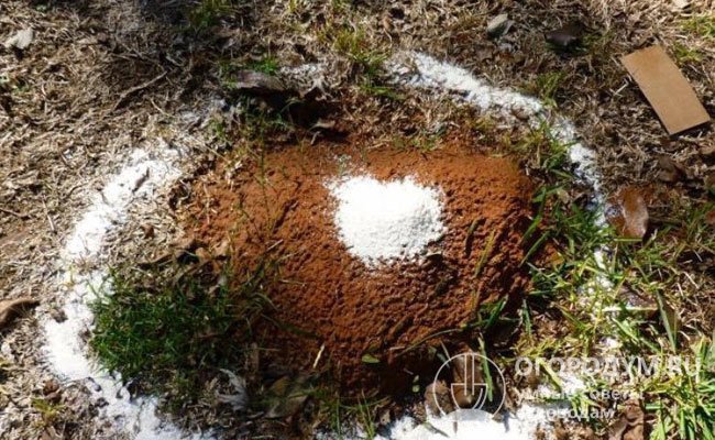 Борная кислота издавна применяется для изгнания с участка муравьев, уничтожения тлей, мокриц и медведки