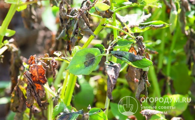 Сезонные вспышки фитофторы становятся причиной значительных потерь урожая томатов, перцев, баклажанов и других культур