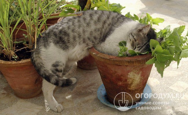 Растения, аромат которых нравится кошкам, имеет смысл посадить в специально отведенном месте