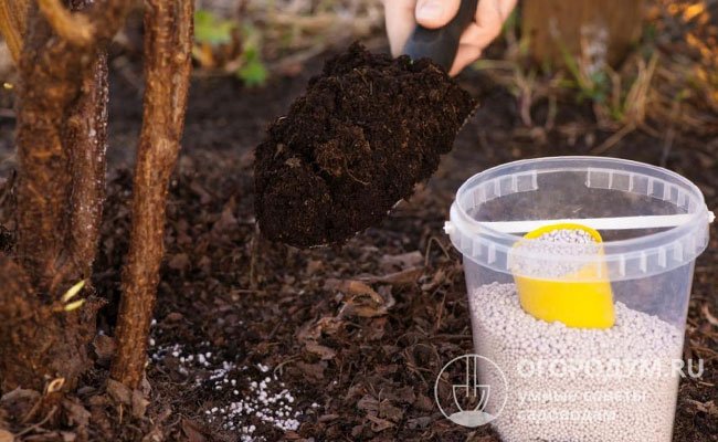 В начале осени кусты и деревья рекомендуется подкормить фосфорно-калийными удобрениями или древесной золой, смешанной с перегноем/компостом