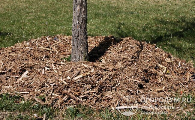 Влажную почву обязательно мульчируют 6-8-сантиметровым слоем перегноя, торфа или опилок для уменьшения испарения, дополнительного питания и защиты корневой системы
