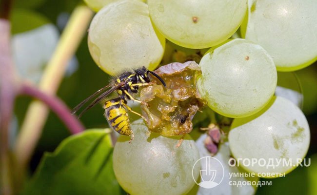 Побитые гроздья винограда, прогрызенные черешни и яблоки – лишь незначительная часть «жужжащей» проблемы