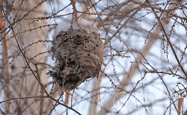 В отличие от пчелиных, осиные гнезда – однолетние