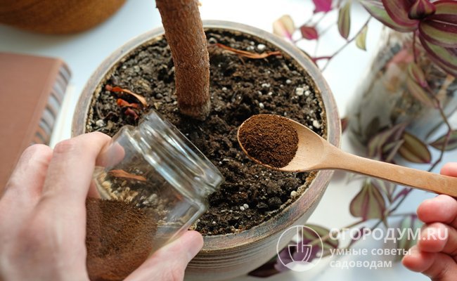 Как отреагируют растения на содержимое турки после заваривания ароматного напитка – остается только «гадать на кофейной гуще»
