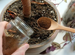 Кофе как удобрение для огорода и комнатных растений