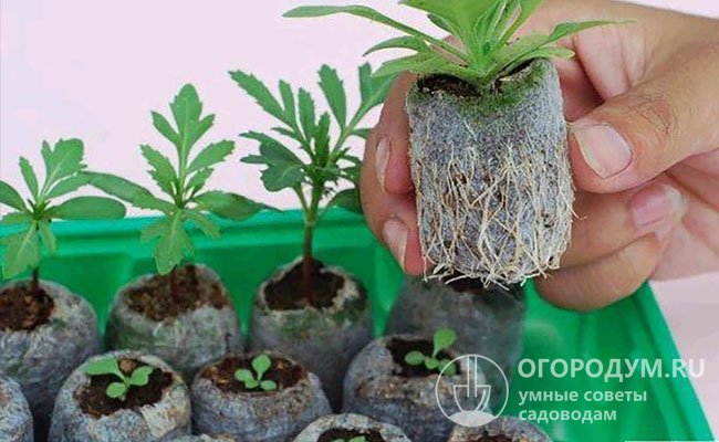 Торфяные таблетки для стартового выращивания рассады