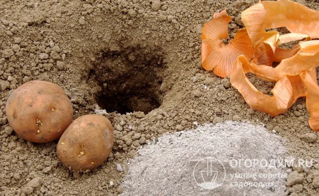 При посадке на открытом или защищенном грунте в лунки необходимо заранее внести органические и минеральные удобрения, используемые под картошку