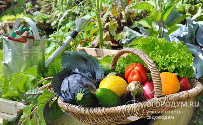 Главное правило – овощи, постоянно выращиваемые в огороде, необходимо ежегодно чередовать, меняя местами