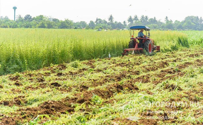 Посев сидеральных трав помогает обогатить почву и дать ей «передохнуть»