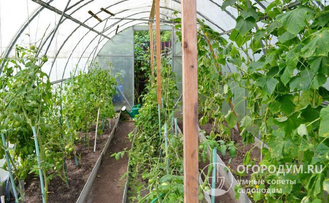 Необходимое чередование сложнее всего организовать при выращивании одних и тех же овощей в теплице