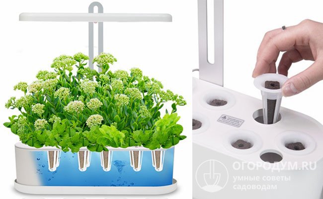 Автоматическая гидропонная система для выращивания растений в домашних условиях