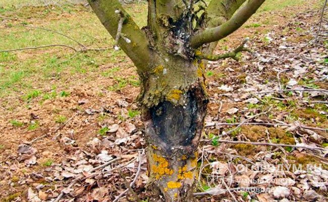 Обширные поражения (как на фото) в большинстве случаев приводят к гибели дерева