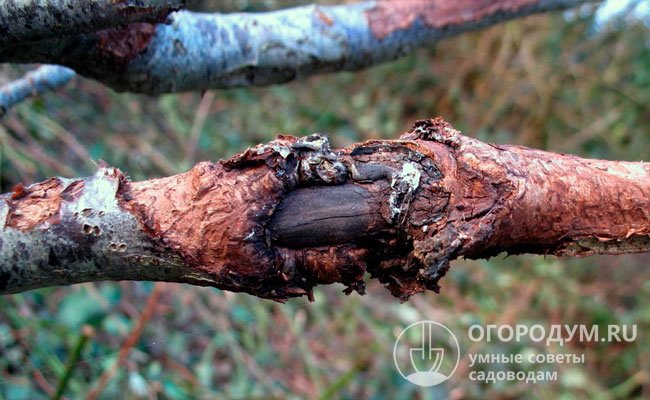 Под участками отмершей и опавшей коры становится видна почерневшая древесина