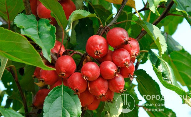 Яблочки долго держатся на ветках, урожай можно использовать для приготовления сидра