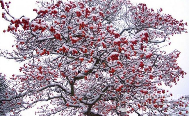 Несъедобные яблочки на ветках держатся очень долго, обеспечивая декоративность дерева в течение зимы