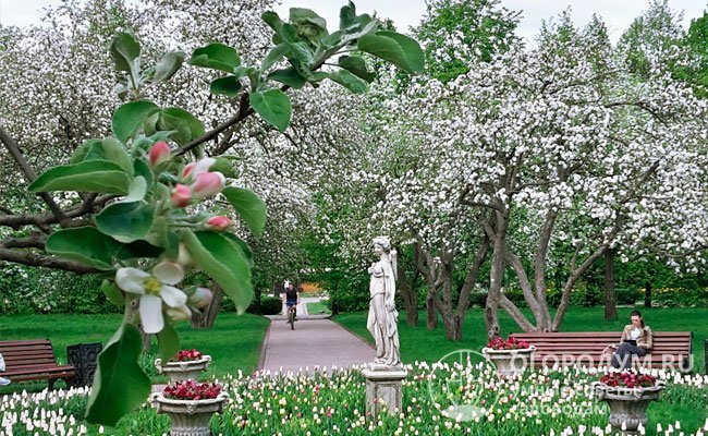 Эффектные деревья украшают места отдыха современных жителей и гостей бывшей царской резиденции Коломенское