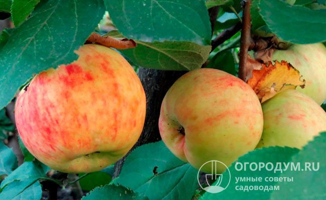 Полезная кислинка — все о выращивании яблони Боровинка