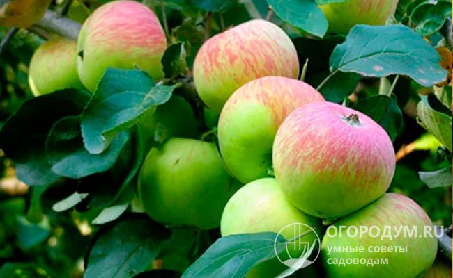 Яблоки сорта «Боровинка» (на фото) созревают в конце лета – начале осени
