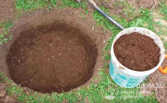 Опытные садоводы часто готовят ямы заранее, с осени, удобряя почву органикой – навозом, компостом, торфом или перегноем