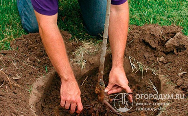 Открытые корни важно хорошо расправить и равномерно распределить в яме