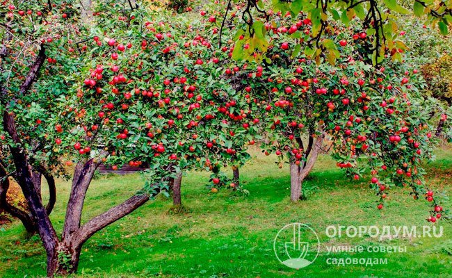 Яблоня – наиболее распространенная плодовая культура на дачах и приусадебных участках, а также в промышленных садах