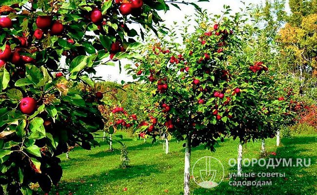 Главные преимущества садов с яблонями на вставочных подвоях – получение экологичной продукции и снижение затрат на агротехнику