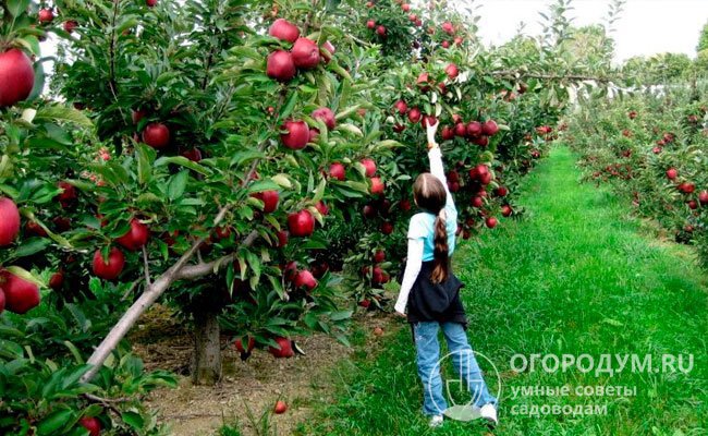 От характеристик подвоя также зависит продолжительность продуктивного периода, карликовые яблони могут достигать возраста 20-25 лет, но активно плодоносят в течение 10-12 лет