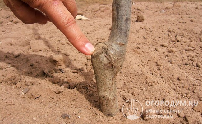 Размещая растение в подготовленной яме, необходимо проследить, чтобы корневая шейка была выше уровня почвы на 3-5 см, иначе саженец будет болеть и плохо расти