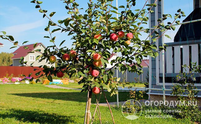 По сравнению с карликовыми яблонями, которые требуют интенсивной агротехники и наличия опор, экземпляры со вставочными подвоями более устойчивы и выносливы