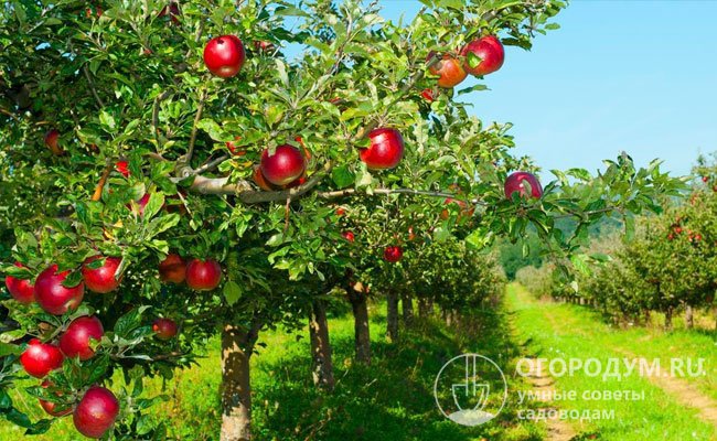 Иммунные к парше яблони составляют основную часть насаждений в современных коммерческих садах, становятся все более популярными в любительском выращивании