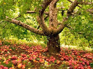Сколько лет живет яблоня