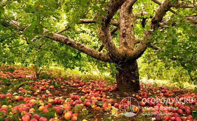Сколько лет живет яблоня?