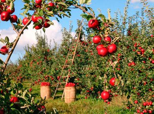 Сорта яблонь для средней полосы России