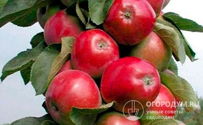 Колонновидные яблони требуют более интенсивной агротехники и отличаются непродолжительностью продуктивного периода (15-16 лет)