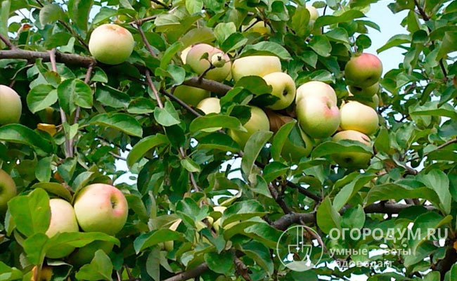 Дерево среднерослое, с компактной кроной, может приносить до 90-100 кг яблок за сезон