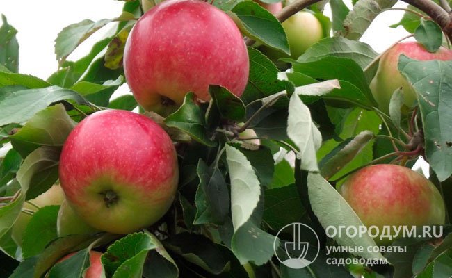 Яблоки неплохо переносят транспортировку, в холодильнике хранятся в течение 3-4 месяцев