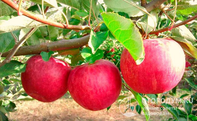 Лежкость плодов сильно зависит от условий выращивания