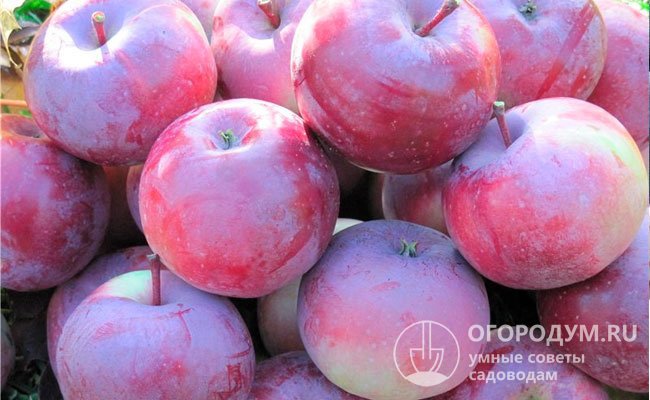 Яблоки «Алеся» предназначены для употребления в пищу в зимний период, отличаются очень высокой лежкостью