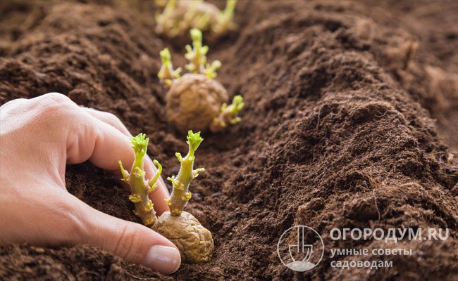 Идеальным последователем, который оздоровит и улучшит структуру почвы на несколько лет вперед, является картофель
