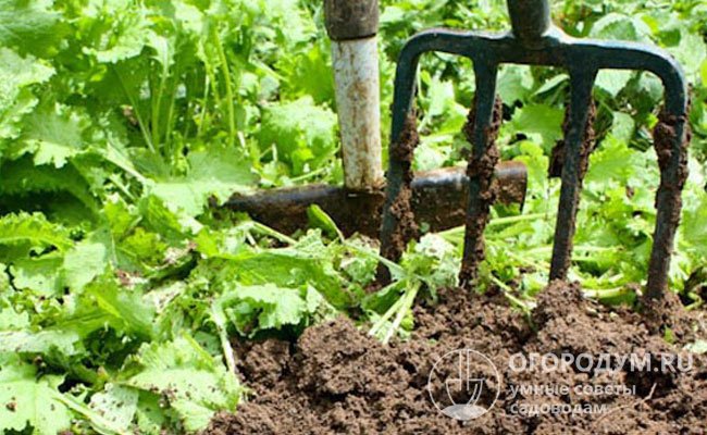 Сидераты помогут восстановить баланс питательных элементов в почве, значительно улучшить ее структуру и повысить плодородие