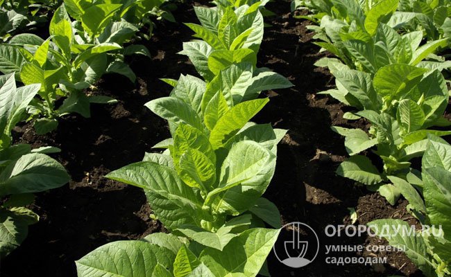 Освободившийся участок не подойдет и для разбивки плантации табака – представителя отдельного рода в «семье» пасленовых растений